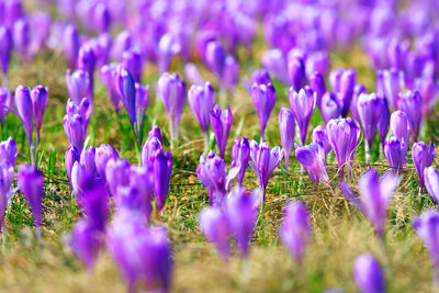 Close-up of purple flowers