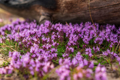 Close-up of purple flowering plants on field