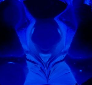 Close-up of jellyfish