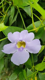 Close-up of flower blooming outdoors