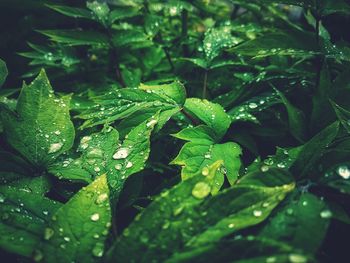 Close-up of wet plants