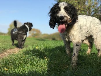 Dog in a field