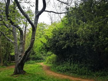 Trees growing in forest