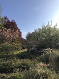 Trees on field against clear sky