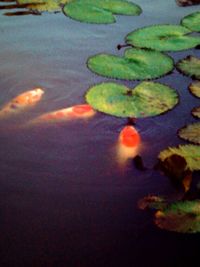 Reflection of trees in pond