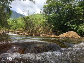 Stream flowing through forest