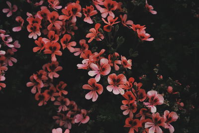 High angle view of flowering plants