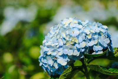 Close-up of blue hydrangea flowers in park