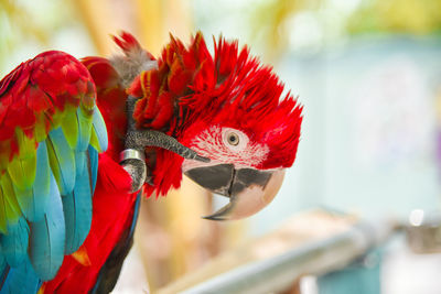 Close-up of scarlet macaw