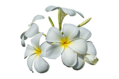 Close-up of white frangipani flowers