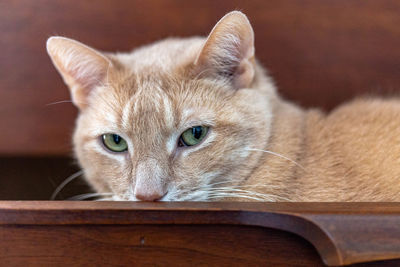 Close-up portrait of a cat