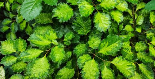 Fresh green plant leaves in the home garden