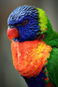 Close-up of parrot