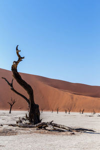 Driftwood on desert against clear sky