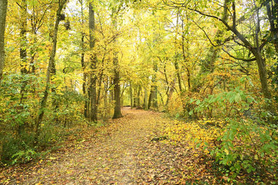 Footpath amidst trees in forest during autumn