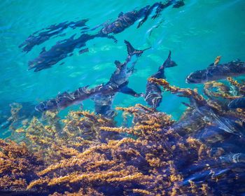 High angle view of fishes swimming in sea