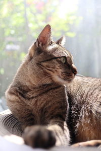 Close-up of a cat looking away