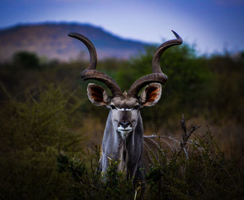 Kudu from south africa