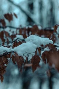 Close-up of snow covered leaves during winter