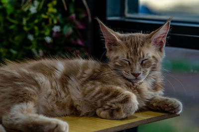 Close-up of a cat resting