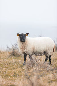 Portrait of sheep standing in a field