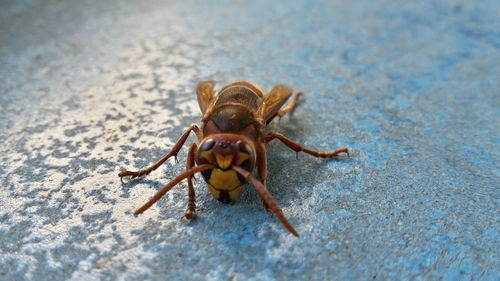 Close-up of spider