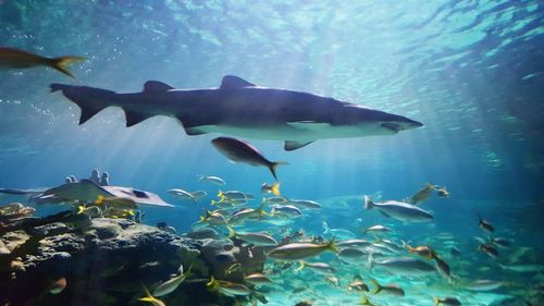 School of fish swimming in sea