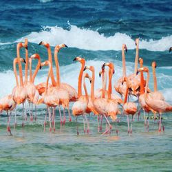 Side view of birds on beach