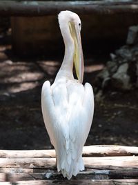 Close-up of white swan