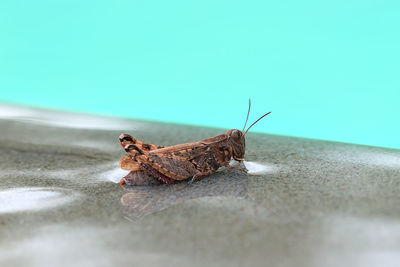 Close-up of butterfly on wall