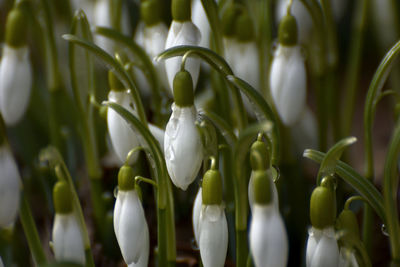 Close-up of white flowering plants