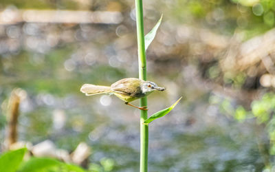 Close-up of bird perching on plant