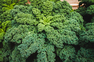 Full frame shot of fresh green plants