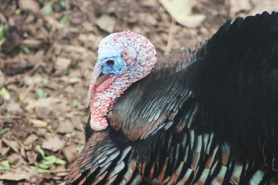 Close-up of a bird