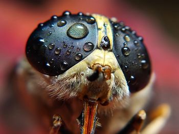 Close-up of insect on flower