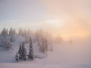 Trees on snow covered landscape against sky