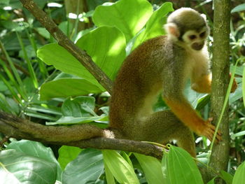 View of squirrel on tree