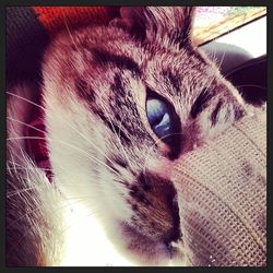 Close-up of cat