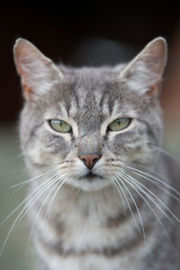 Close-up portrait of cat