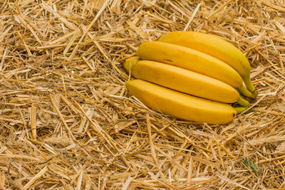 High angle view of yellow fruit on field