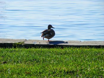 Birds on grass