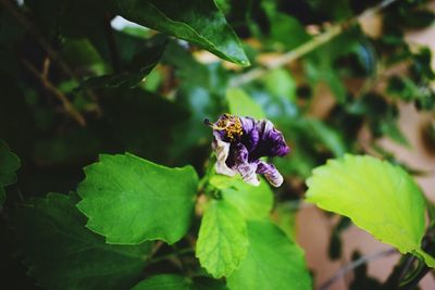 Close-up of insect on purple flowering plant