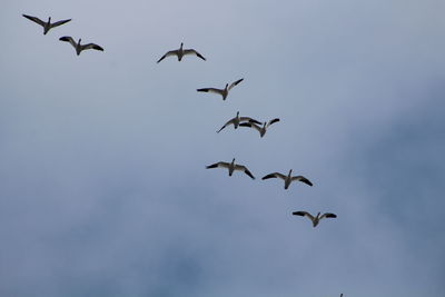 Low angle view of birds flying in sky