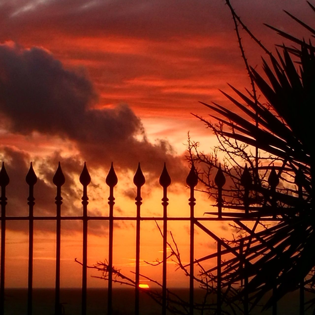 SILHOUETTE TREES AGAINST SKY AT SUNSET