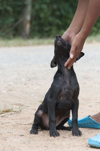 Low section of woman with dog on footpath