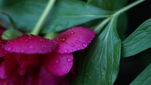 Close-up of water drops on pink flower