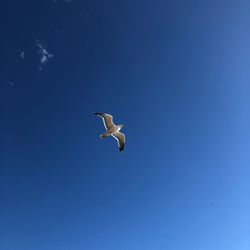 Low angle view of seagull flying in sky