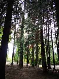 Low angle view of trees in forest