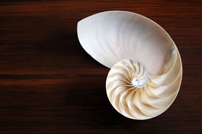 High angle view of white rose on table