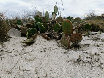 Close-up of cactus growing on beach